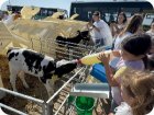 Кормление телочек витаминами