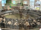 Доильная карусель